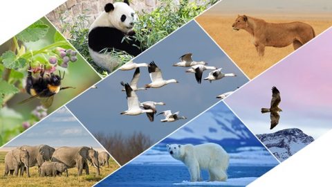 परमेश्‍वरले विभिन्‍न चराचुरुङ्गी र जनावर, माछा, कीरा-फट्याङ्ग्रा, र सबै वनस्पतिहरूको लागि सीमाहरू तय गर्नुहुन्छ