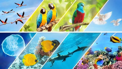 पाँचौं दिन, विभिन्‍न प्रकारका र विविध रूपका जीवनले फरक-फरक तरिकाले सृष्टिकर्ताको अख्‍तियारलाई प्रदर्शन गर्छन्